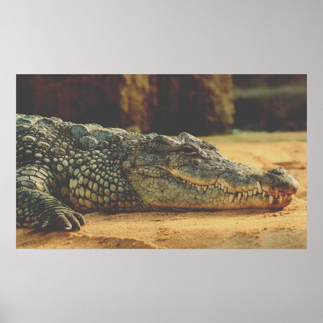 Alligator Poster (Front)