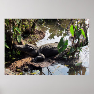 Alligator Poster