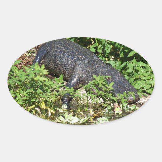 Alligator Silver River Oval Sticker (Front)