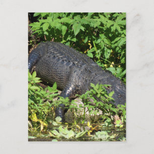 Alligator Silver River Postcard
