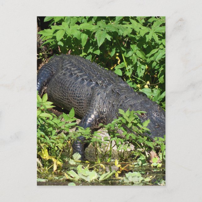 Alligator Silver River Postcard (Front)