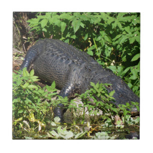 Alligator Silver River Tile