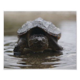 Alligator snapper print