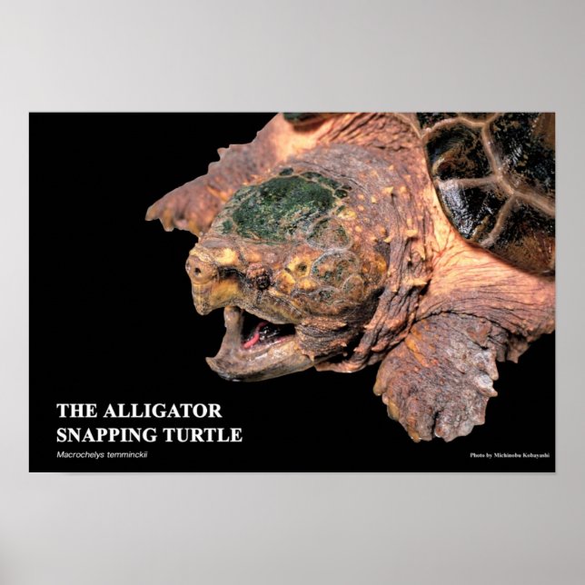 Alligator Snapping Turtleのポスター Poster (Front)
