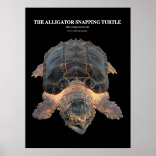 Alligator snapping turtle のポスター poster