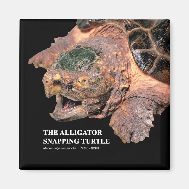 Alligator snapping turtle magnet (Front)