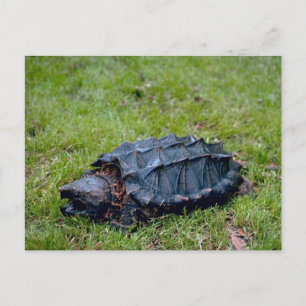 Alligator Snapping Turtle Postcard