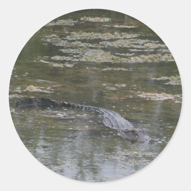 Alligator Stickers (Front)
