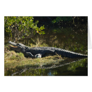 Alligator Sunbathing on Riverbank Florida Wildlife