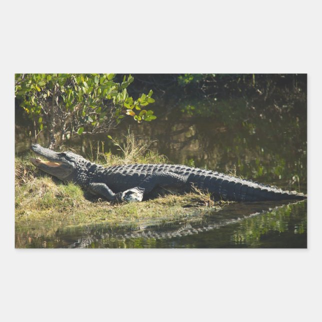 Alligator Sunning on Marsh Bank Rectangular Sticker (Front)
