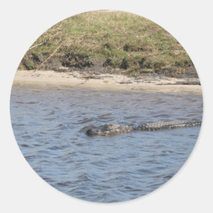 Alligator Swimming in Florida Water Classic Round Sticker