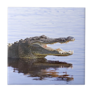 Alligator Tile