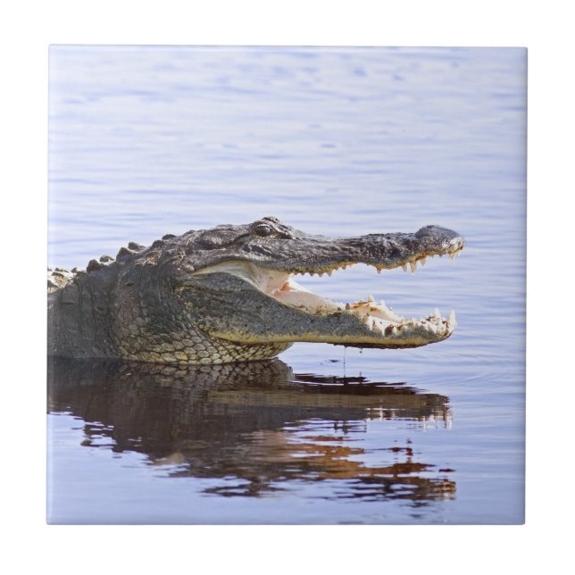 Alligator Tile (Front)