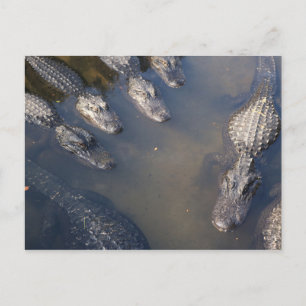 Alligators # 3 postcard