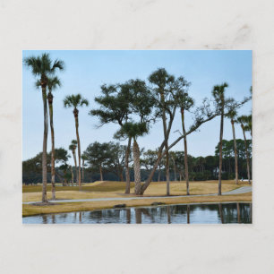 Alligators at Osprey Point Golf Course Postcard