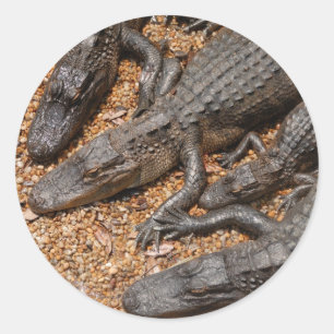 alligators classic round sticker