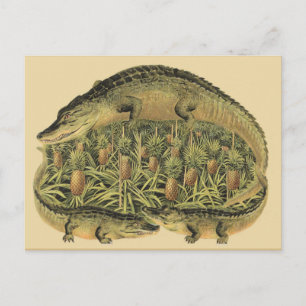 Alligators, Pineapples, Postcard