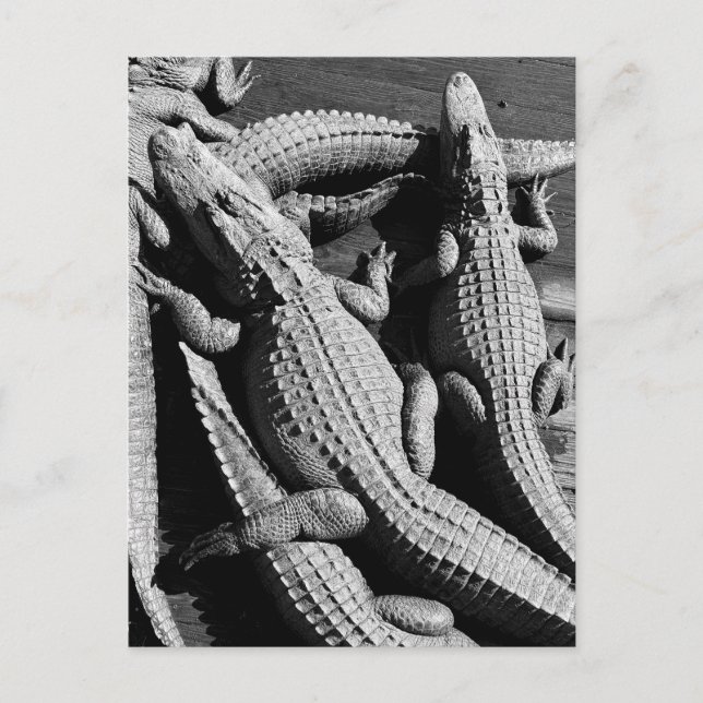 Alligators  postcard (Front)
