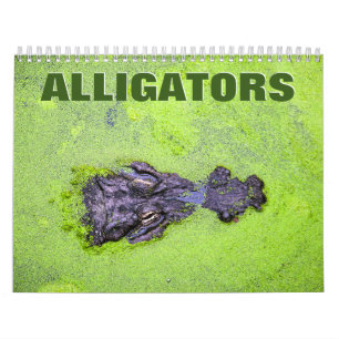 Alligators Wall Calendar