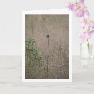 Allium, Allium Ampeloprasum, Wild Leek Card