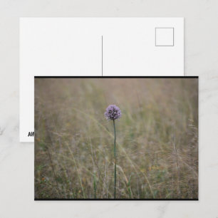 Allium, Allium Ampeloprasum, Wild Leek Postcard