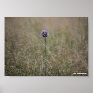 Allium, Allium Ampeloprasum, Wild Leek Poster