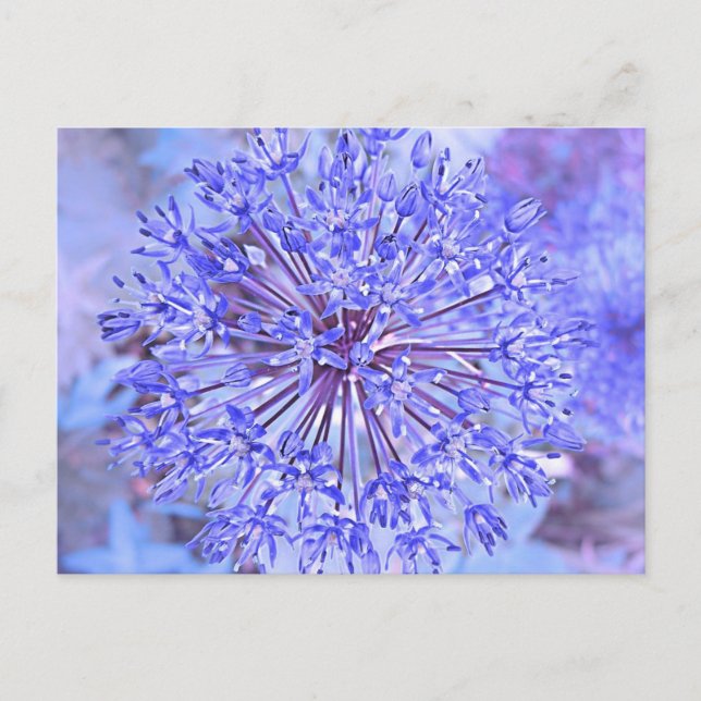 Allium Flower In Blue Postcard (Front)