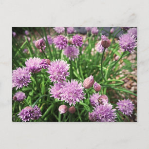 Allium Flowers Postcard