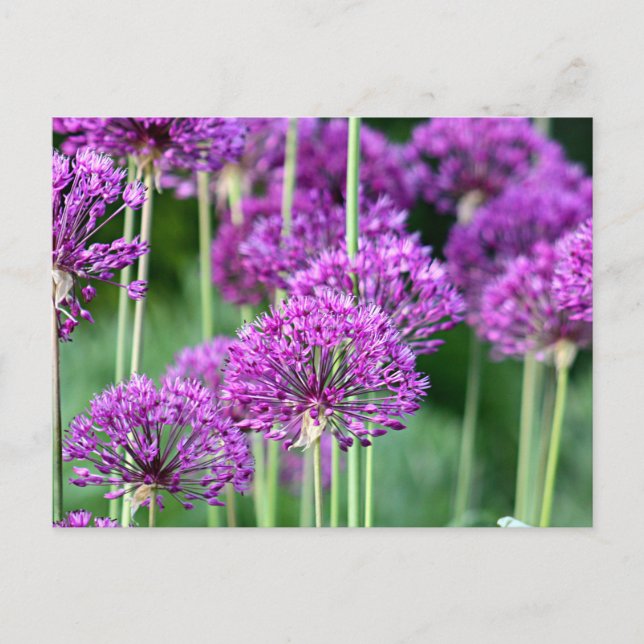 Allium flowers postcard (Front)