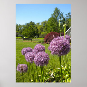 Allium Giganteums in the Garden Poster