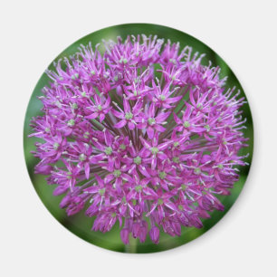 Allium Magnet