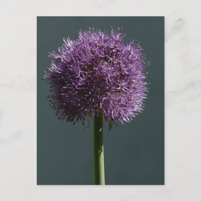 Allium Postcard (Front)