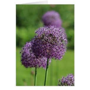 Allium purple flower card