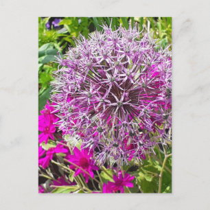 Allium & Summer Flowers Postcard