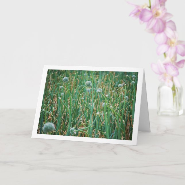 Allium, Wild Onion Blossom Card (Orchid)