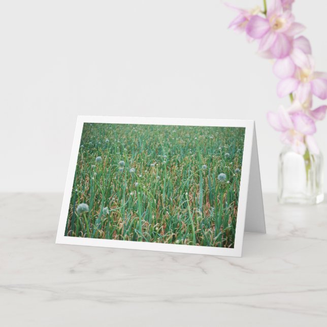 Allium, Wild Onion Blossom Card (Orchid)