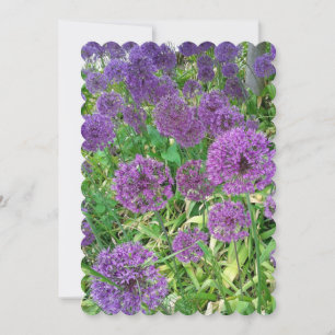 Alliums Flowering Onion Flowers Card