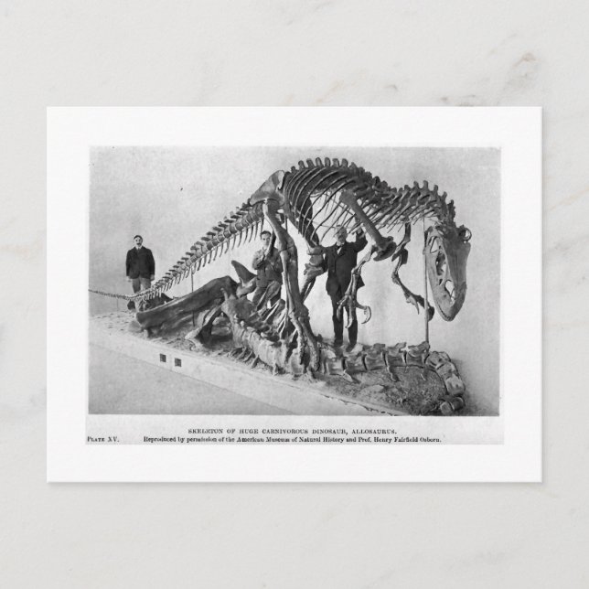 Allosaurus skeleton art postcard (Front)