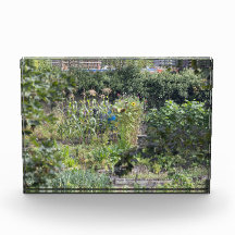 Allotments at Hebden Bridge