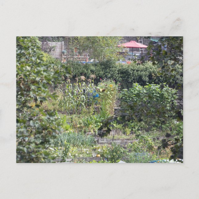 Allotments at Hebden Bridge Postcard (Front)