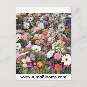 Alma Blooms 1 Postcard