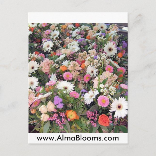 Alma Blooms 1 Postcard (Front)