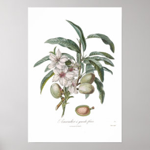 Almond,Amandier a grandes fleurs Poster