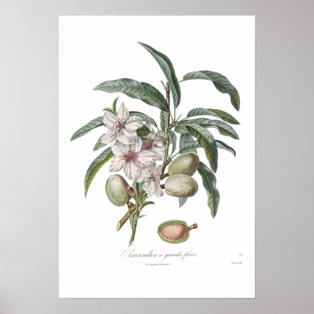 Almond,Amandier a grandes fleurs Poster (Front)