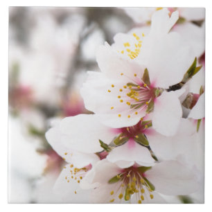 Almond blooming ceramic tile
