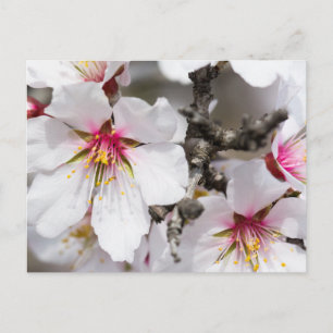 Almond blooming postcard