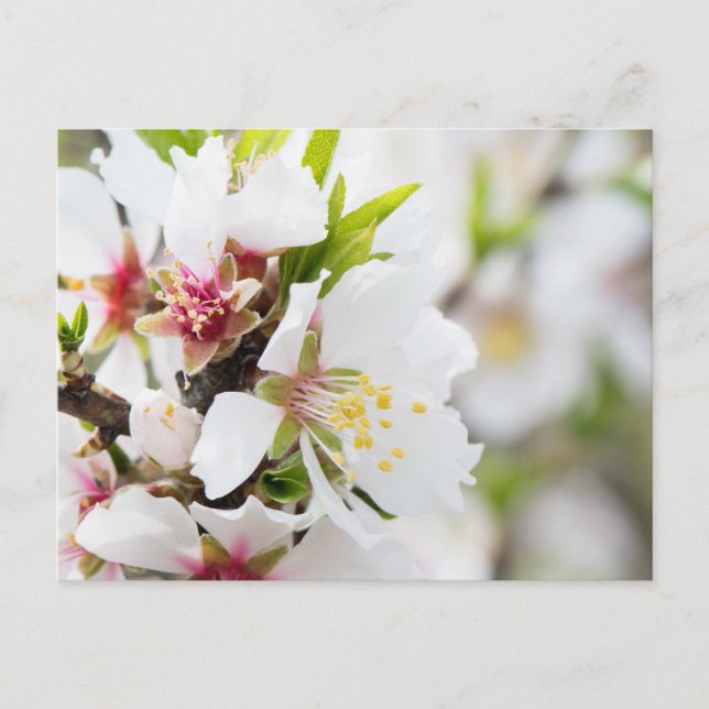 Almond blooming postcard (Front)