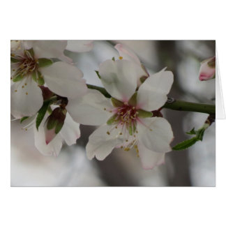 Almond Blossom - Any Occasion