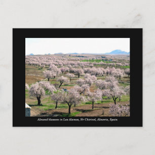 Almond blossom postcard - Chirivel, Spain