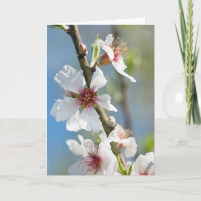 Almond blossoming card (Front)